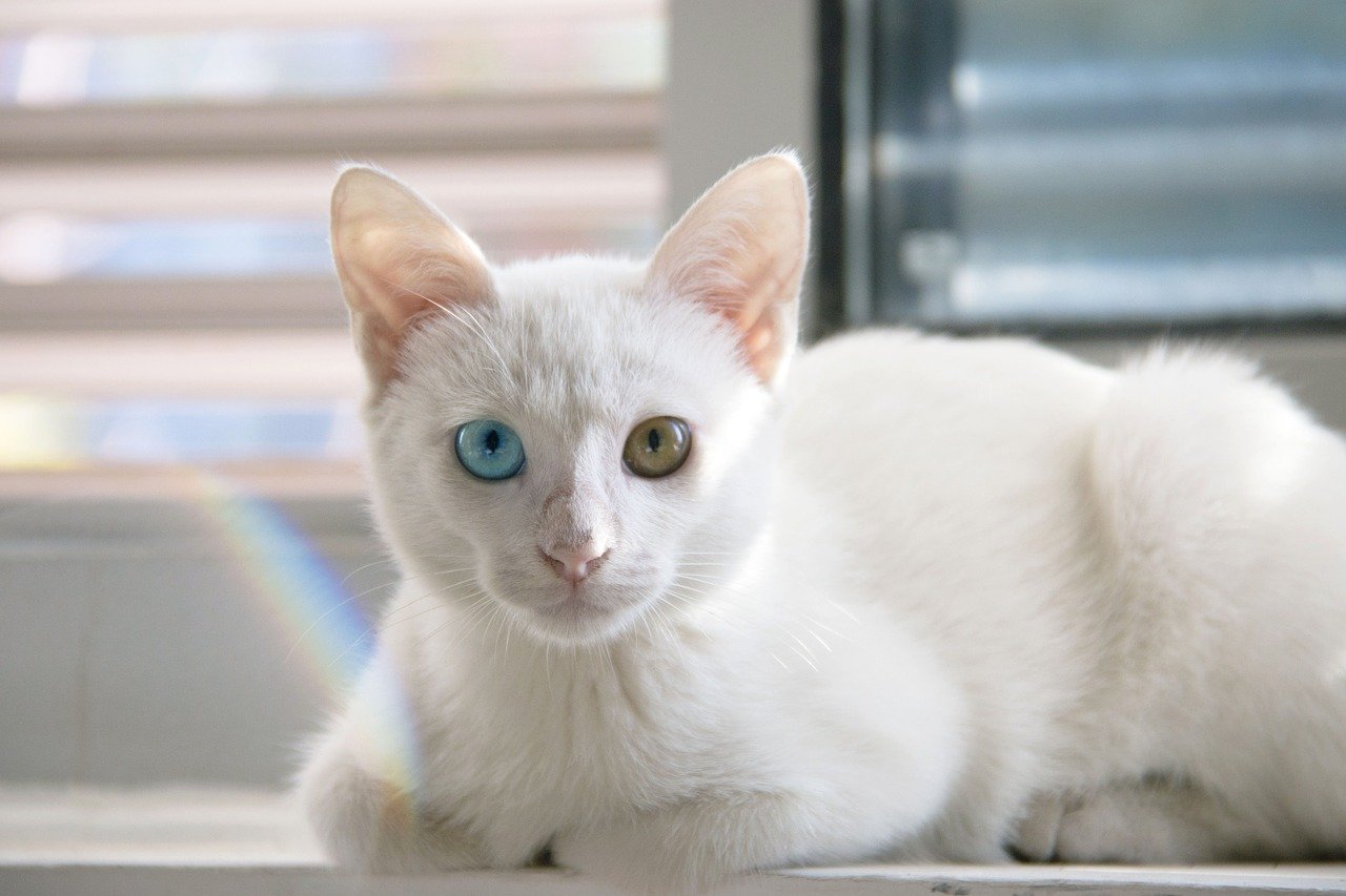 左右の目の色が違う猫