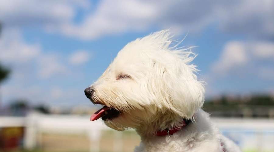 優しい風に吹かれている犬がいる