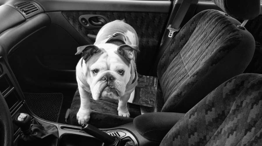 車の助手席に乗っている犬がいる