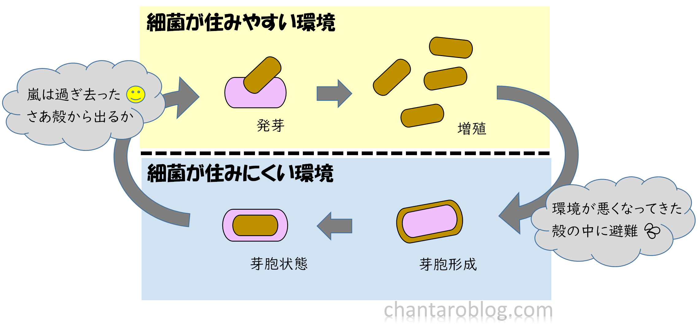 熱に強い芽胞形成菌の説明をしている