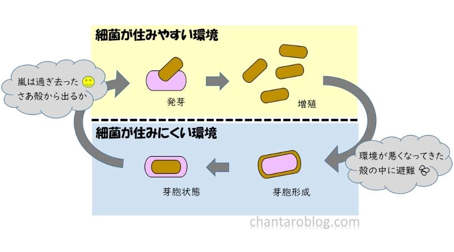 熱に強い芽胞形成菌の説明をしている