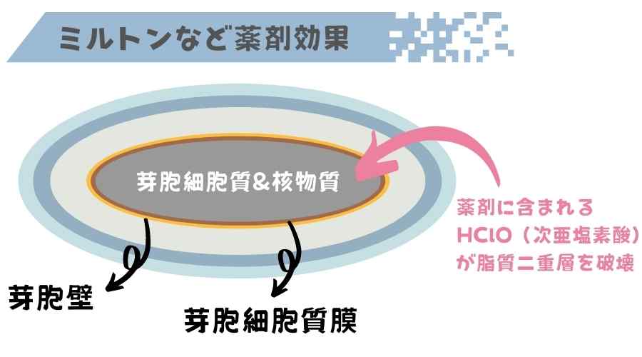 ミルトンの芽胞菌に対しての薬剤効果