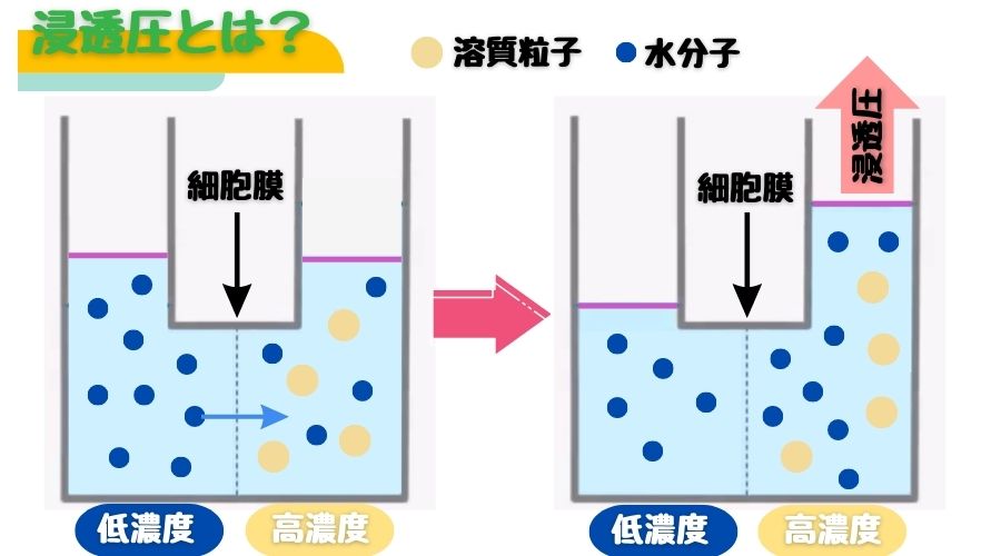 浸透圧の説明